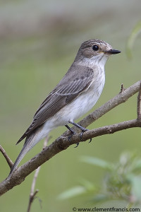 Spotted Fly Catcher